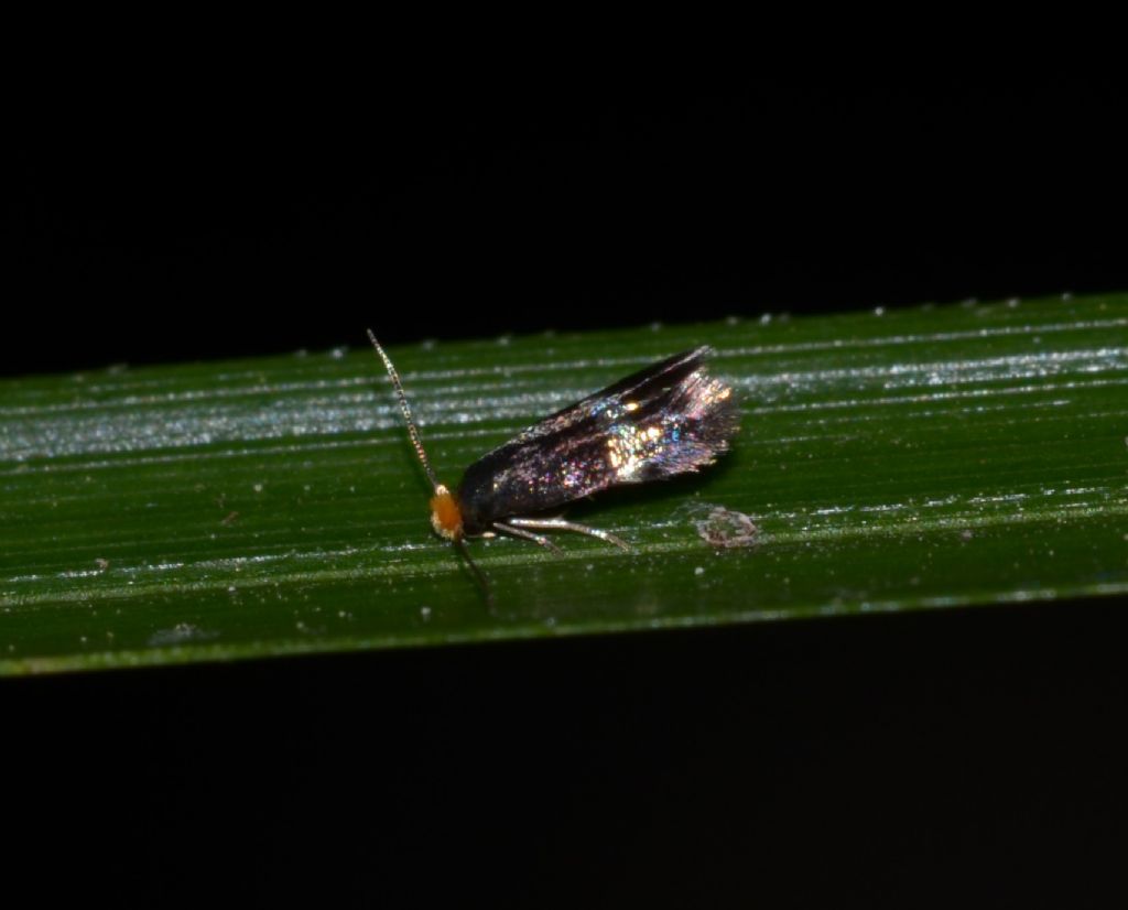Incurvariidae ? No, Nepticulidae: Stigmella sp. (S. plagicolella o S. centifoliella)
